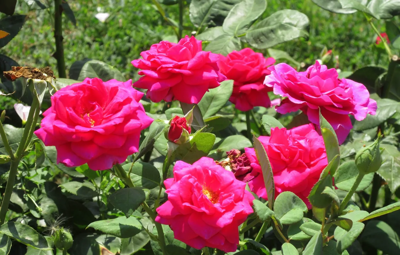 Photo wallpaper roses, the bushes, pink roses, Meduzanol ©, Summer 2018