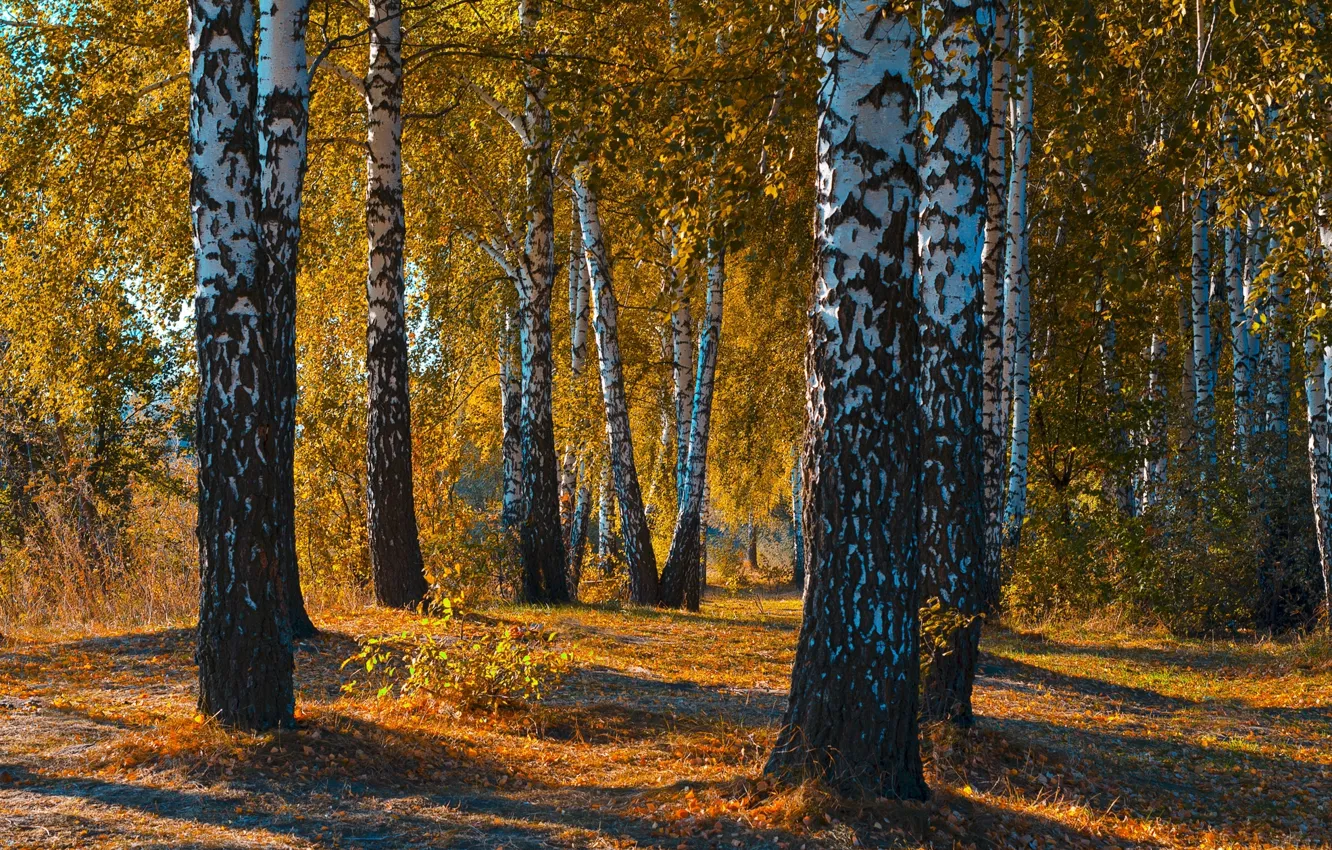 Photo wallpaper autumn, forest, leaves, landscape, sunset, nature, beauty, birch