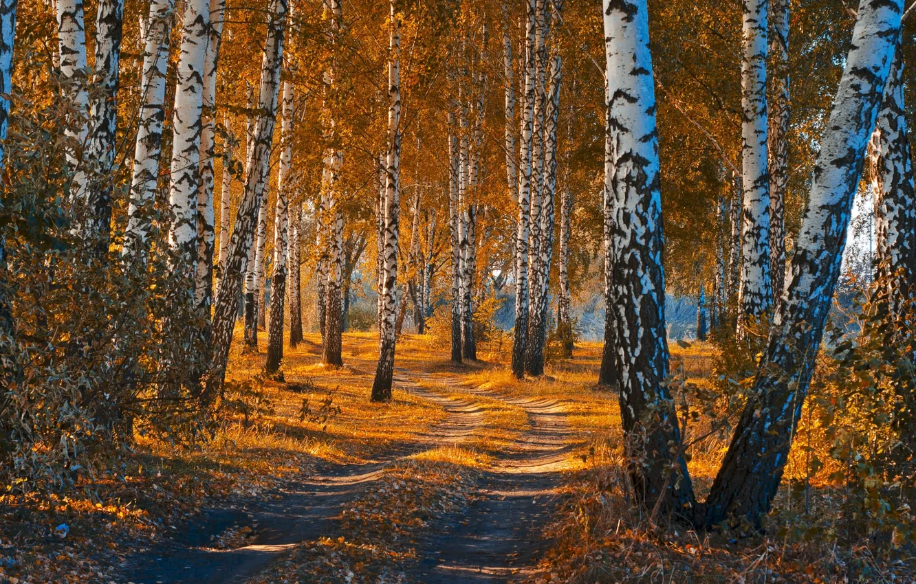 Photo wallpaper road, autumn, forest, leaves, landscape, nature, beauty, birch