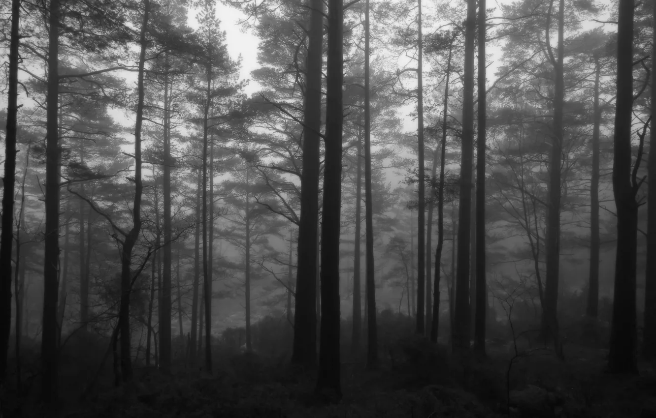 Photo wallpaper forest, trees, nature, black & white, spring, morning, Norway, black and white