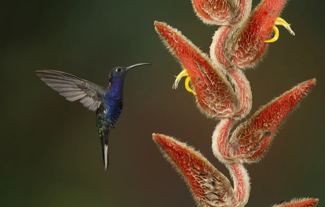 Photo wallpaper flowers, background, bird, Hummingbird