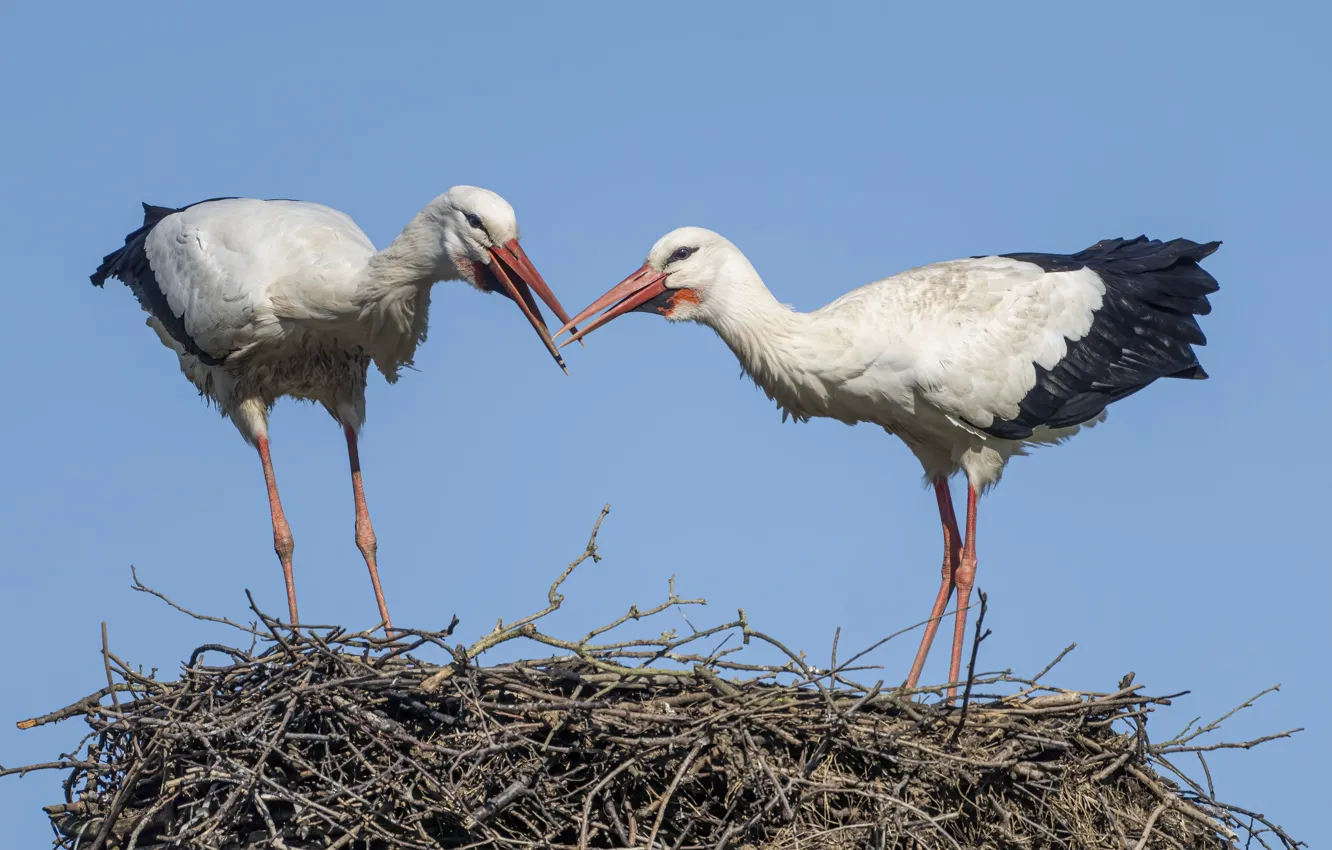 Photo wallpaper bird, socket, stork