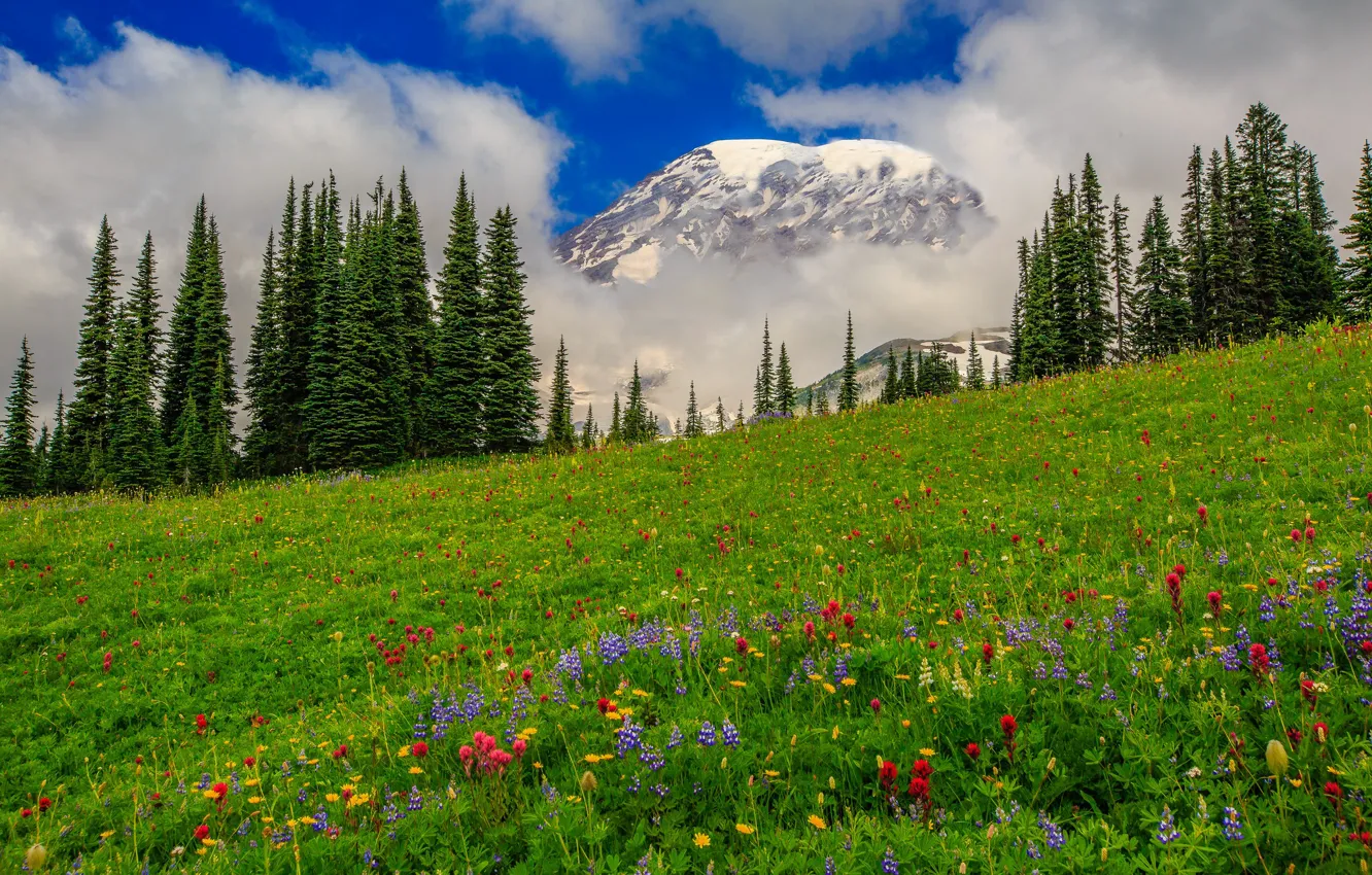 Photo wallpaper clouds, trees, flowers, mountains, meadow, USA, Washington