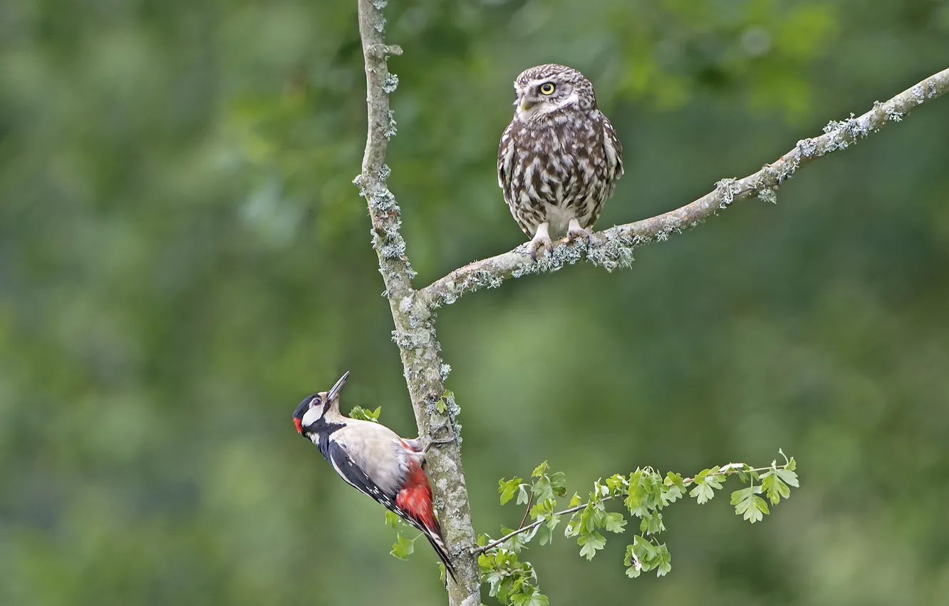 Photo wallpaper birds, owl, woodpecker