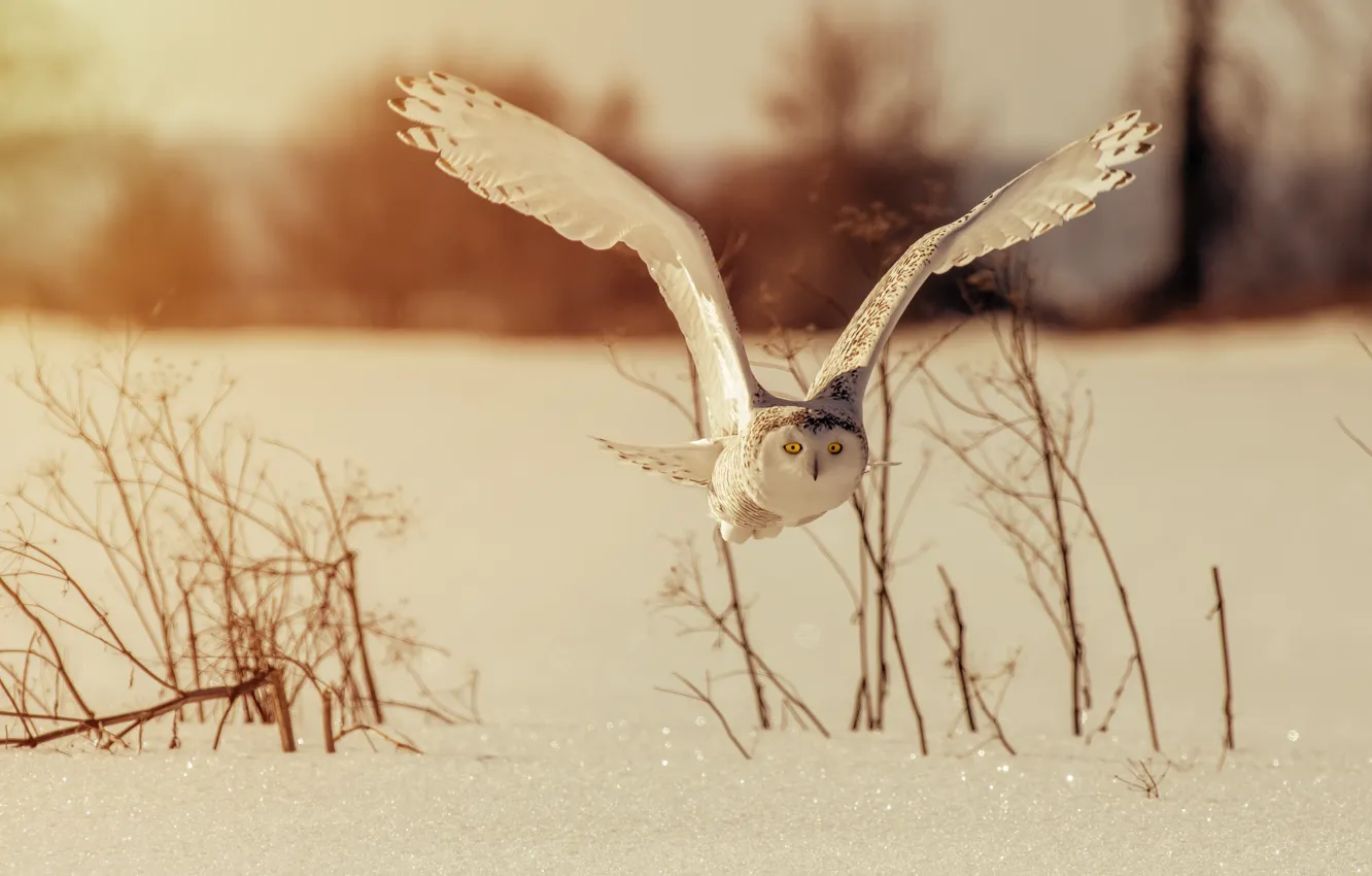 Photo wallpaper winter, owl, bird, wings