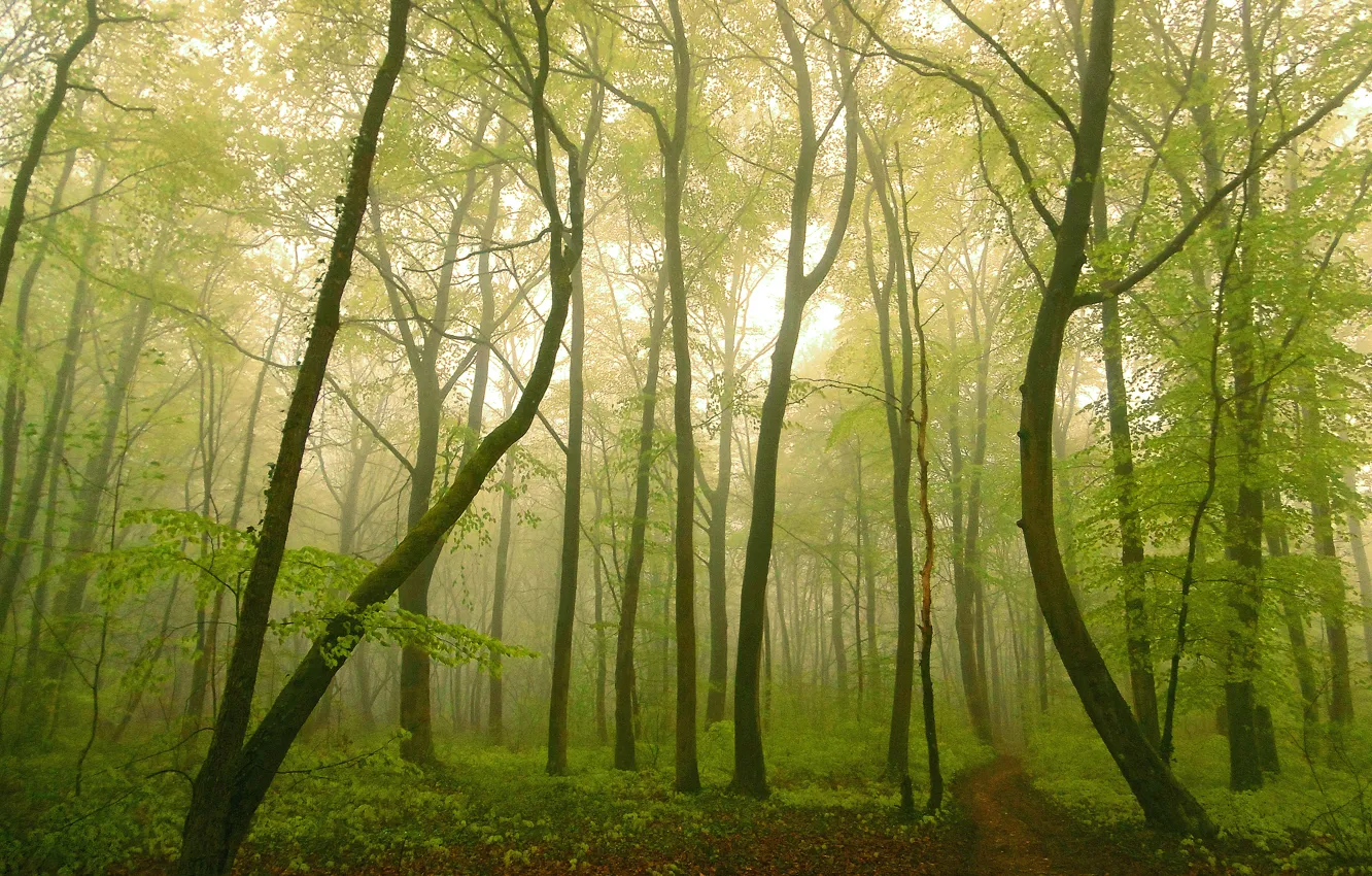 Photo wallpaper forest, fog, forest, path, fog, path