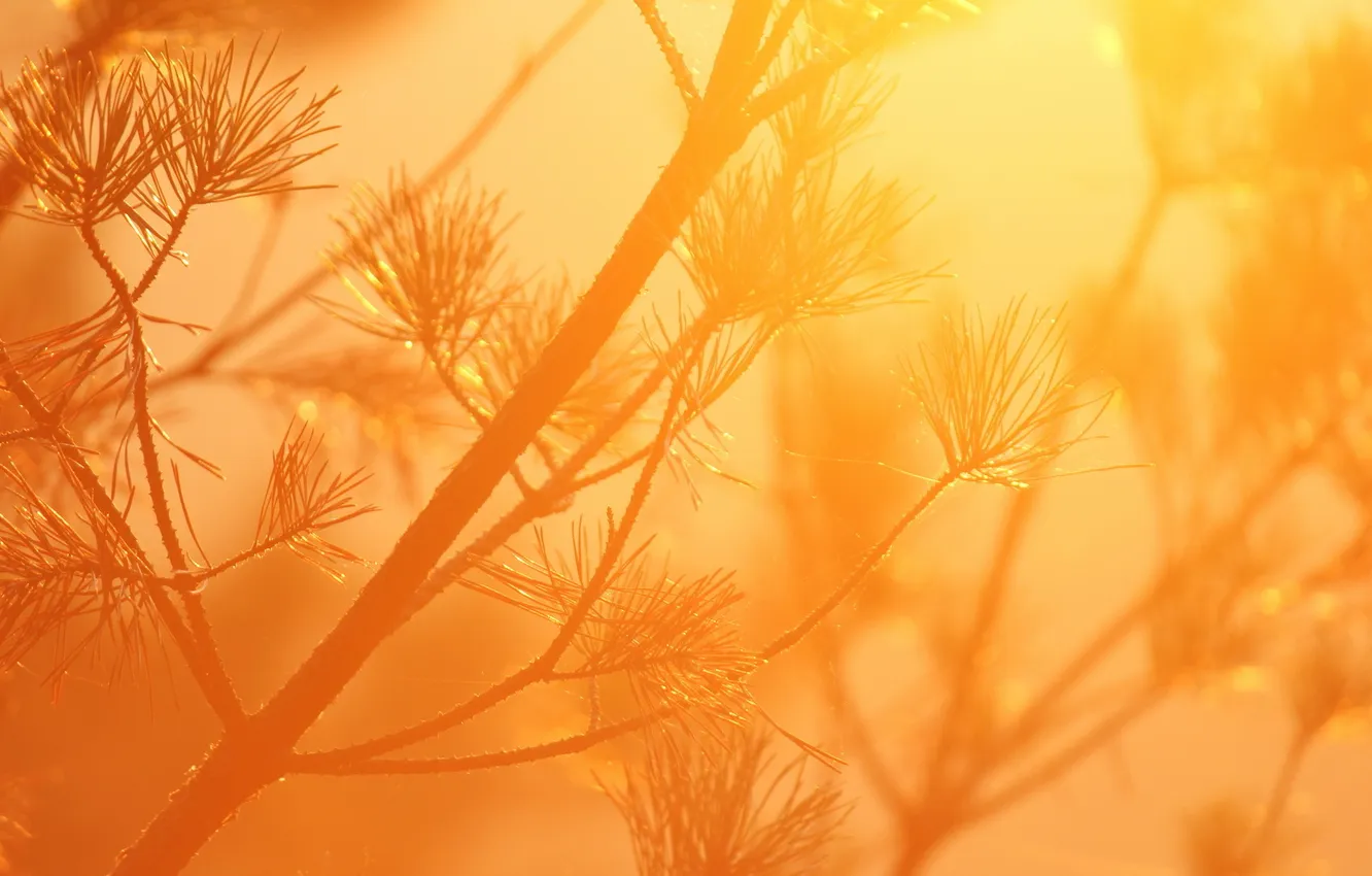 Photo wallpaper the sun, macro, light, orange, branches, sprig, needles