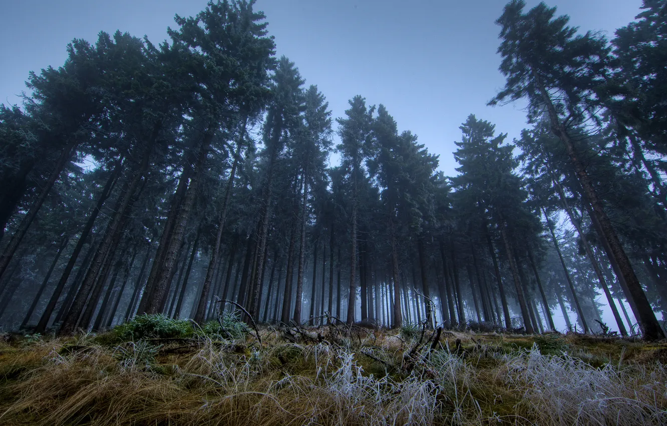 Photo wallpaper forest, dark, twilight