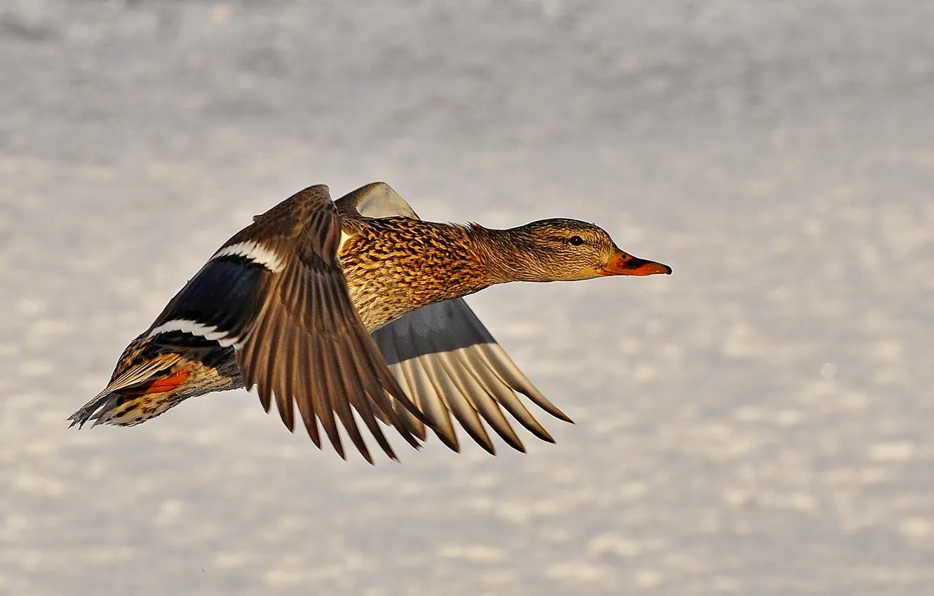 Photo wallpaper flight, nature, wings, duck