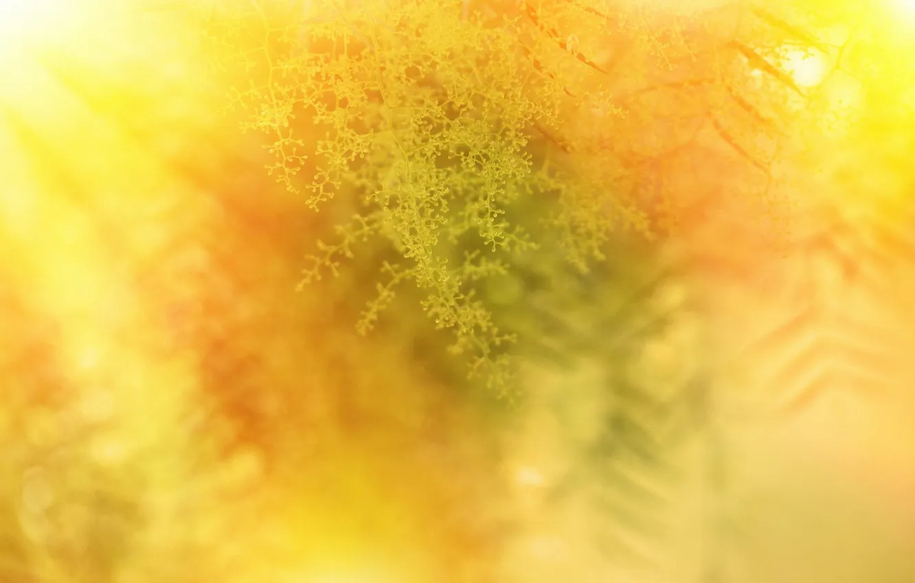 Photo wallpaper flowers, branches, bokeh