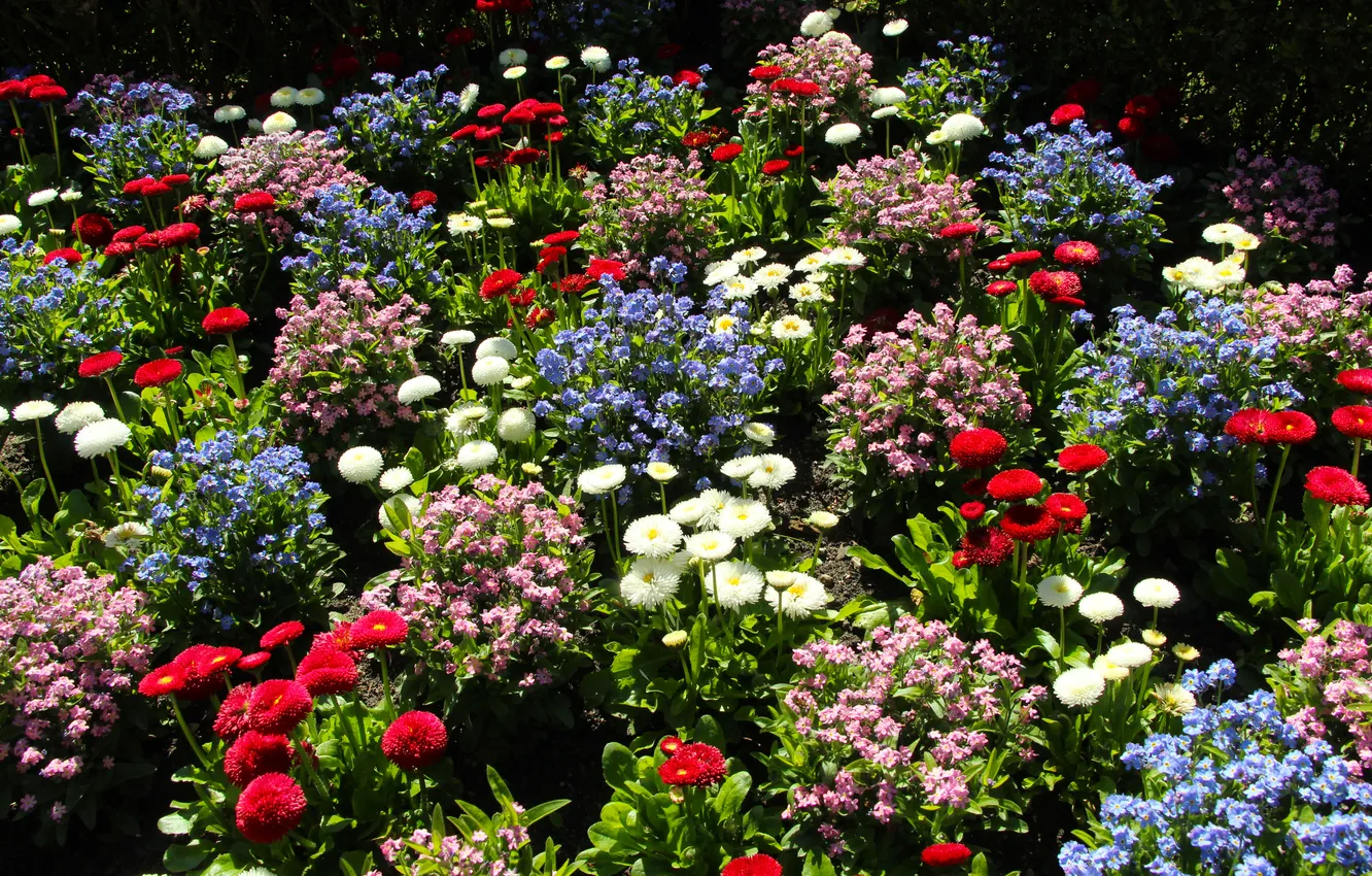 Photo wallpaper garden, colorfull, blooming