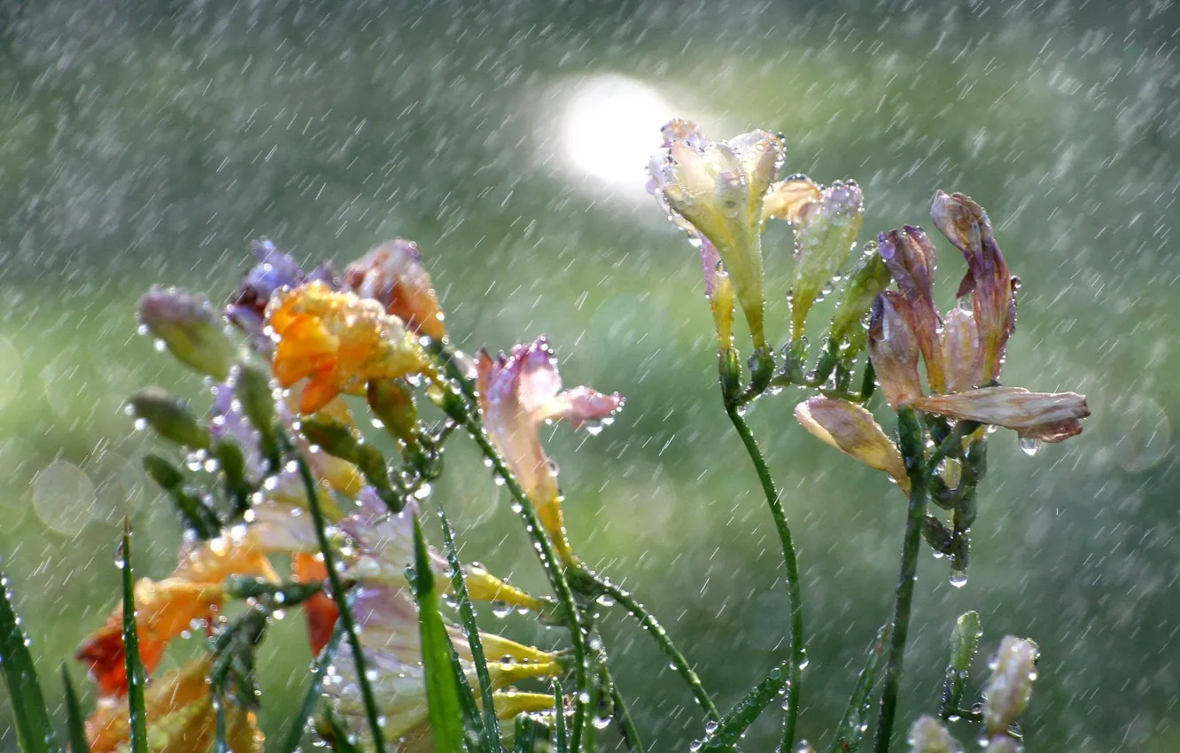 Photo wallpaper drops, flowers, rain, freesia