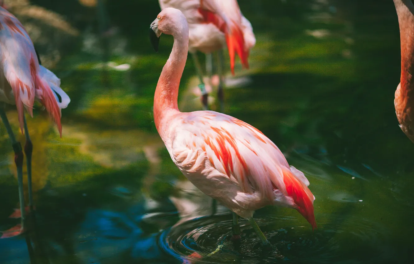 Photo wallpaper water, feathers, pink, Flamingo, rtica