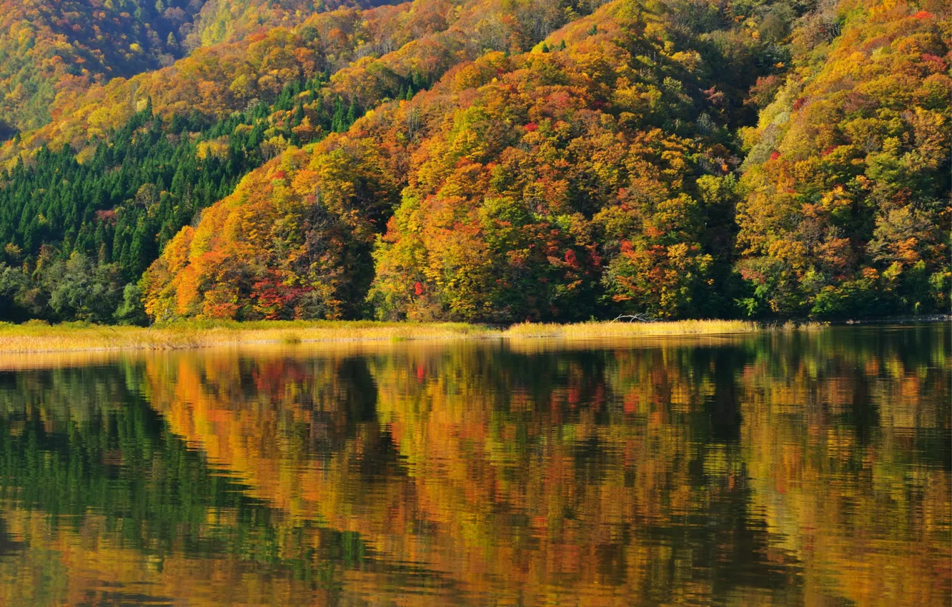 Photo wallpaper trees, reflection, shore, Japan, Japan, autumn, Fukushima, lake Akimoto