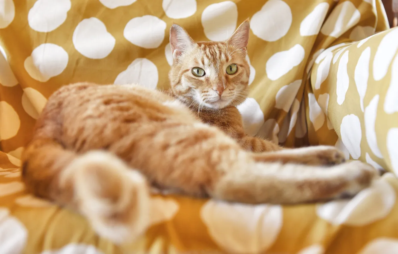 Photo wallpaper cat, cat, look, light, pose, sofa, paws, blanket