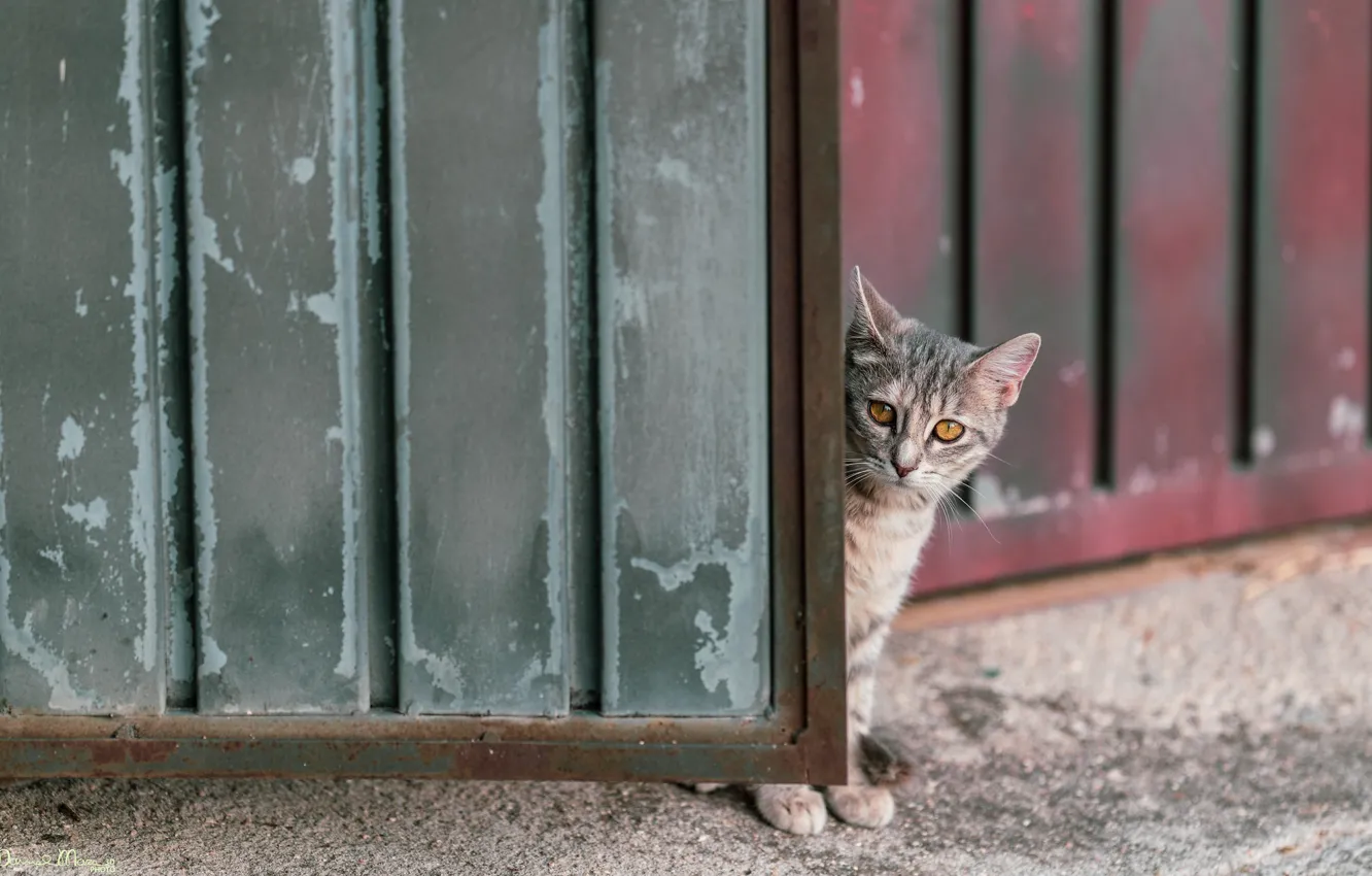 Photo wallpaper cat, the fence, gate