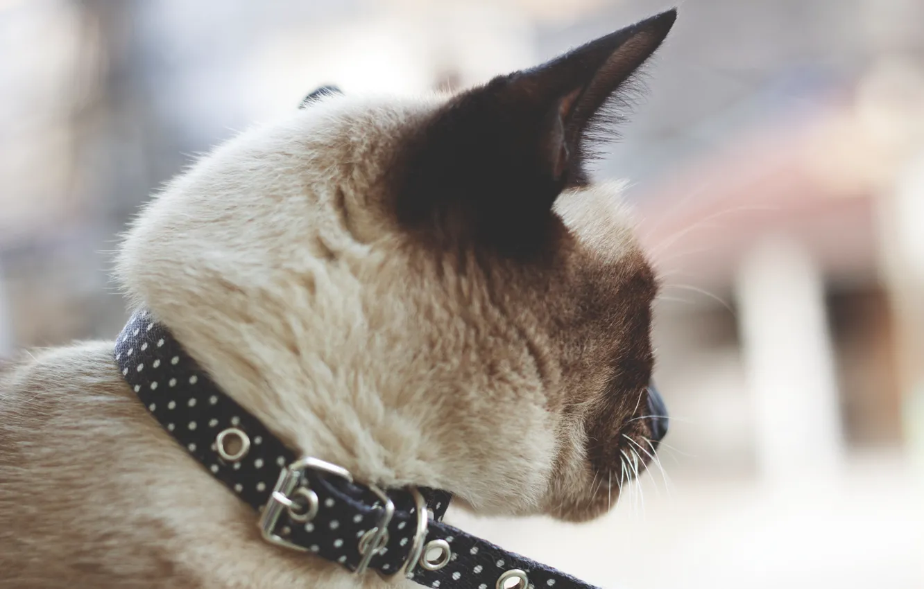 Photo wallpaper cat, cat, wool, collar