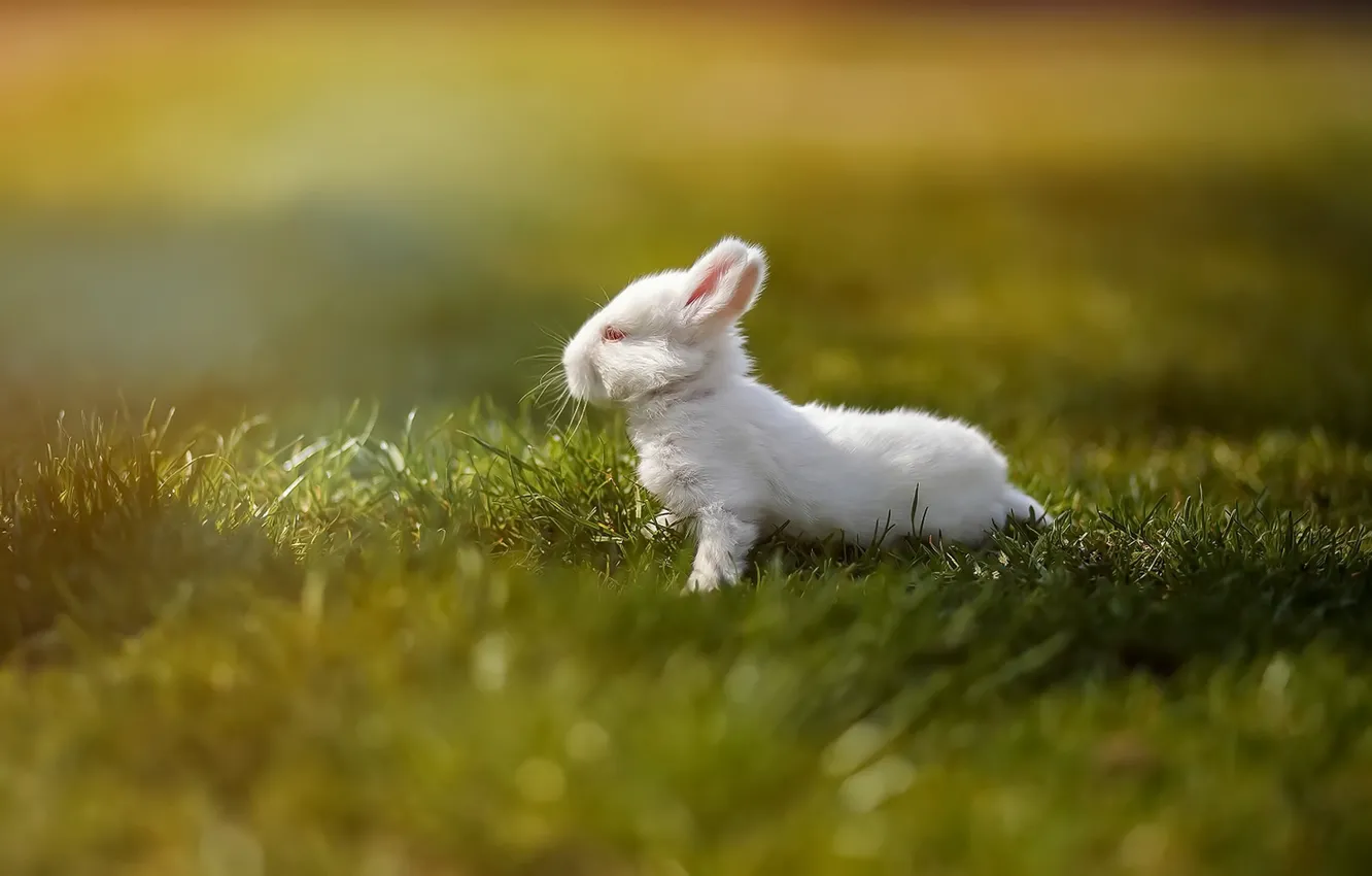 Photo wallpaper white, summer, grass, nature, background, glade, rabbit, baby