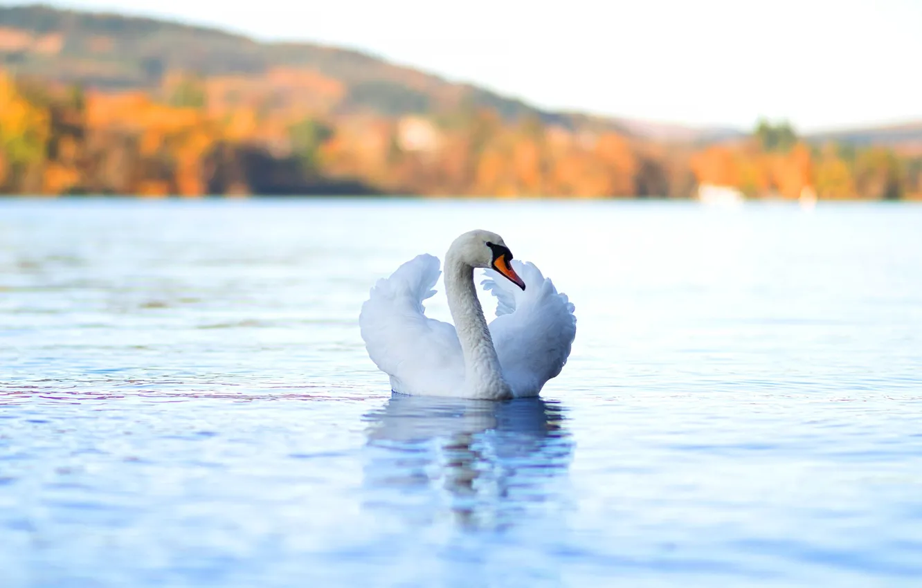 Photo wallpaper autumn, white, bird, Swan, light background, pond