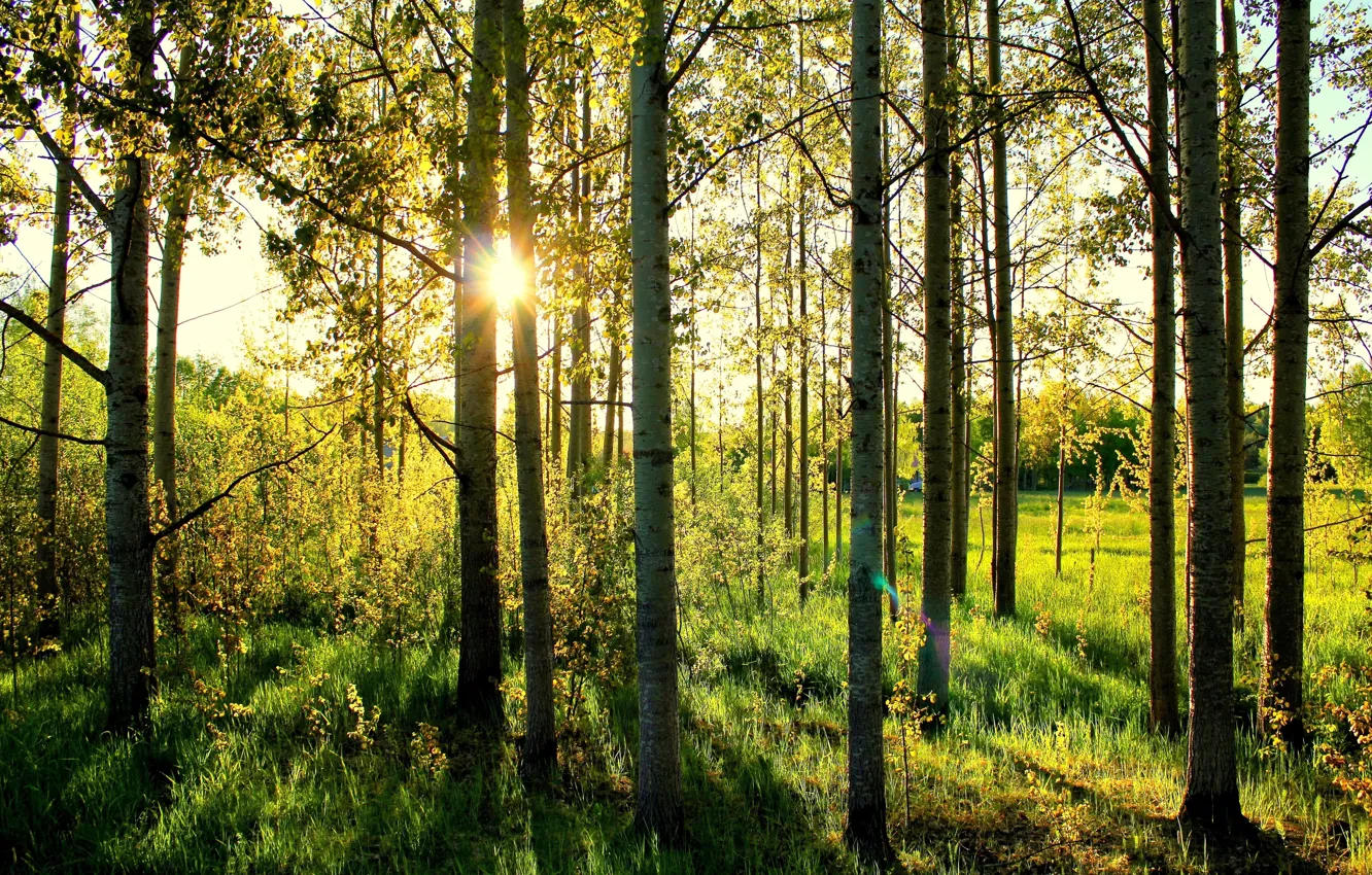 Photo wallpaper forest, grass, the sun, birch