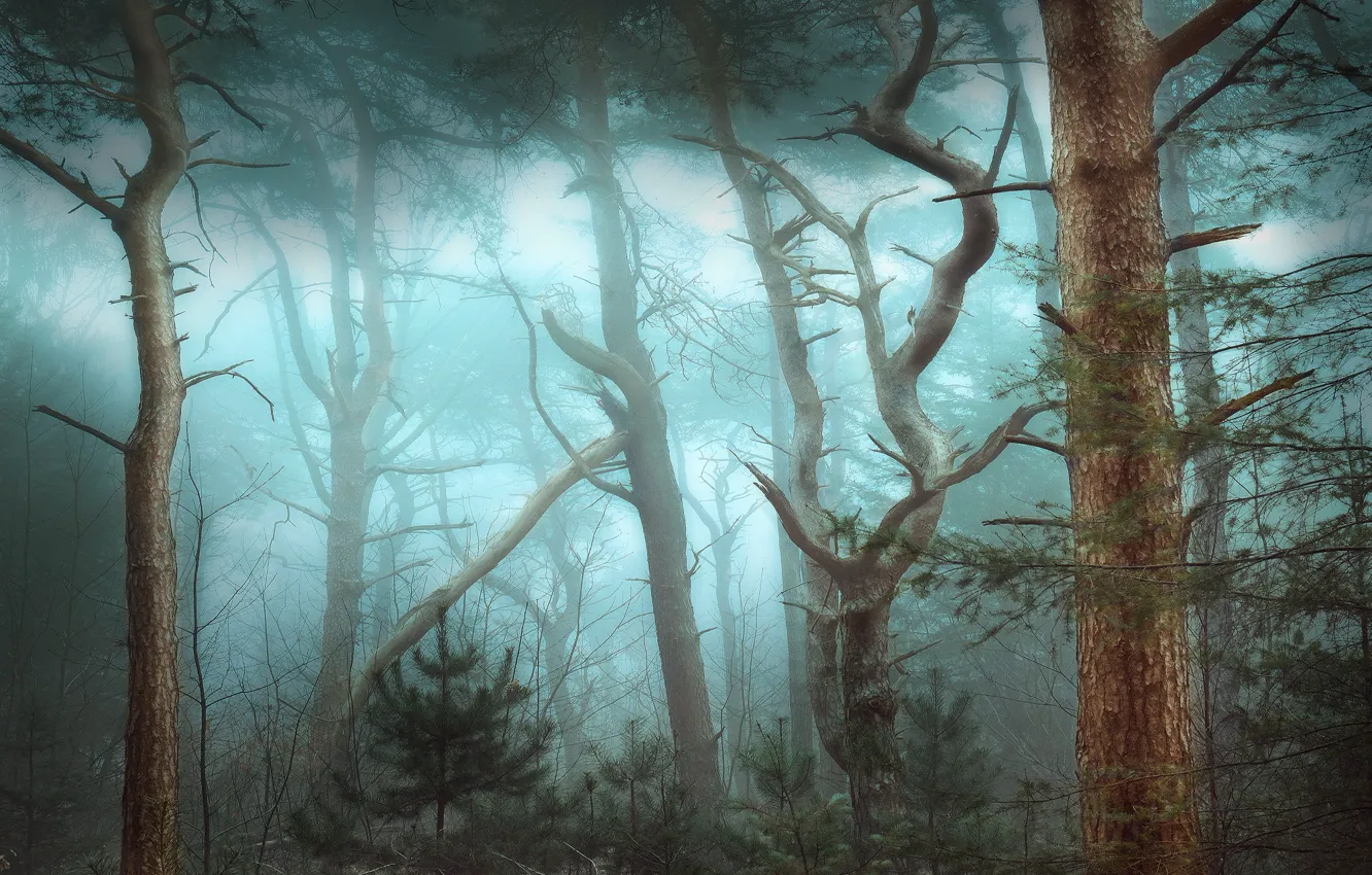 Photo wallpaper forest, fog, trunks, crooked trees