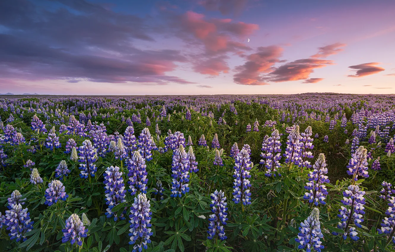 Photo wallpaper field, flowers, lilac, lupins