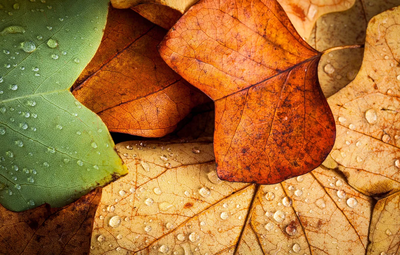 Photo wallpaper leaves, macro, autumn. water drops