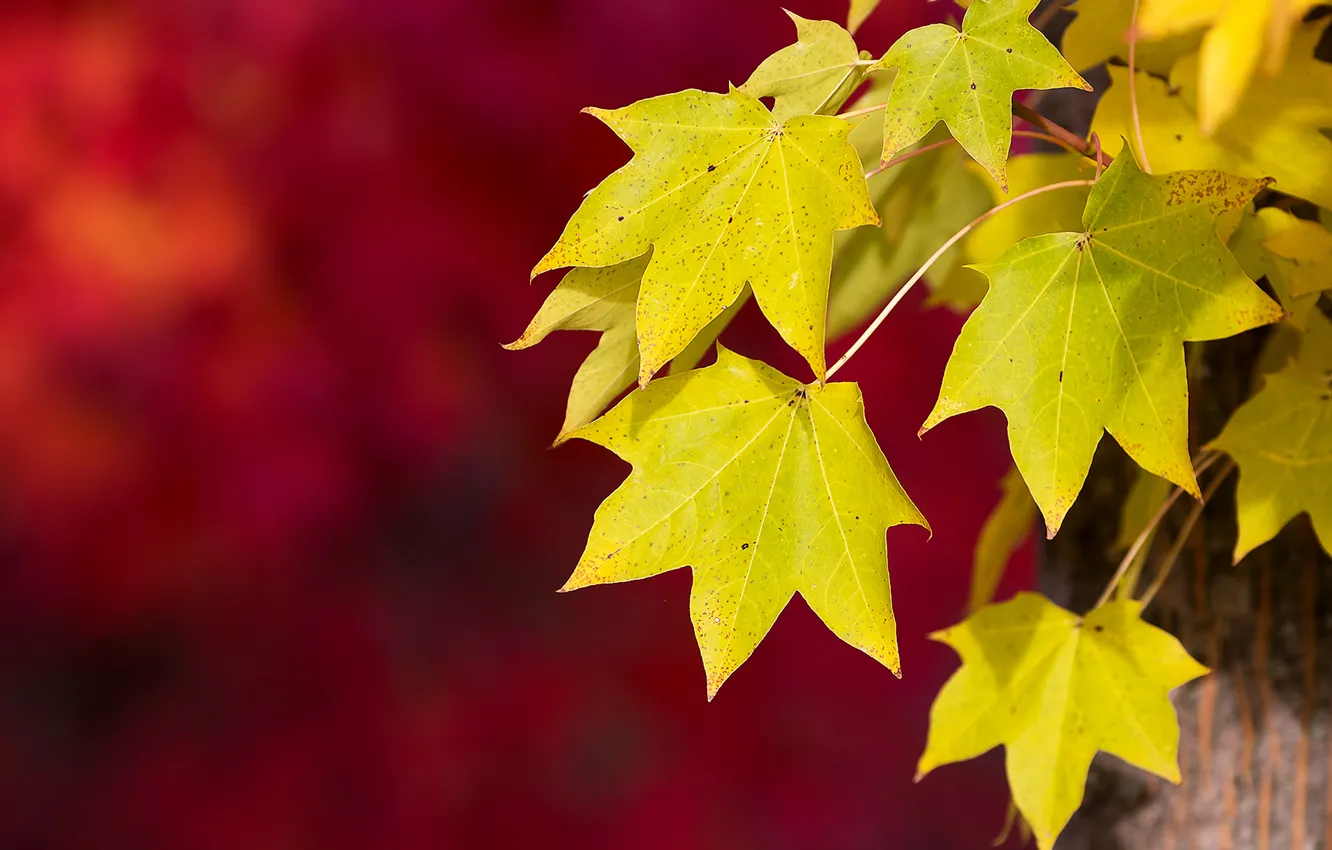 Photo wallpaper autumn, macro, red, background, foliage