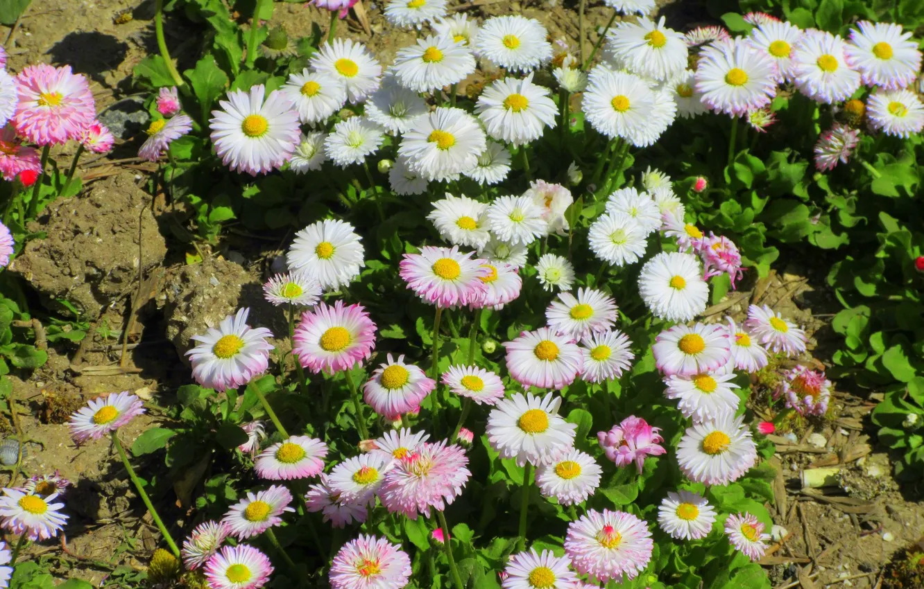 Photo wallpaper Daisy, Meduzanol ©, Summer 2018