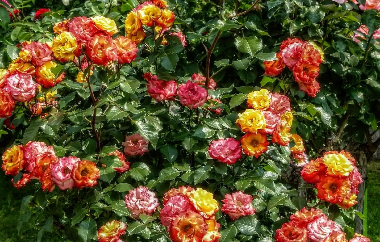 Photo wallpaper summer, flowers, nature, roses, colors, summer, the bushes, nature