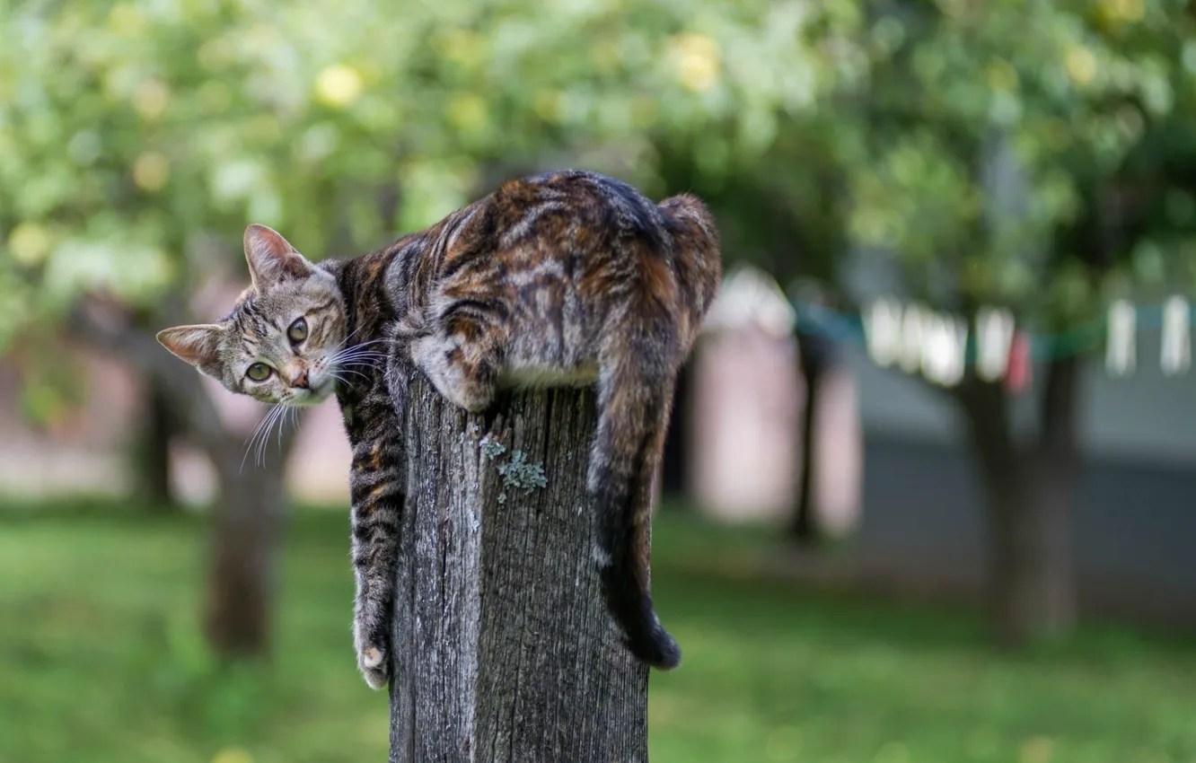 Photo wallpaper cat, stump, blur, striped