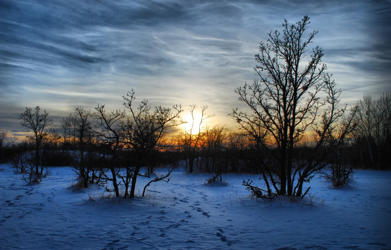 Photo wallpaper winter, snow, trees, landscape, sunset, nature, the evening, Maroz