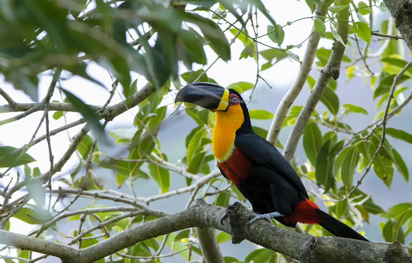 Photo wallpaper greens, leaves, trees, nature, bird, feathers, beak