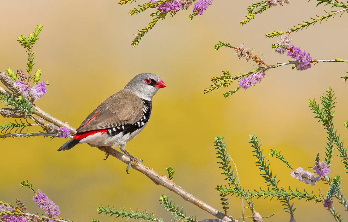 Photo wallpaper flowers, branches, bright, feathers, bird