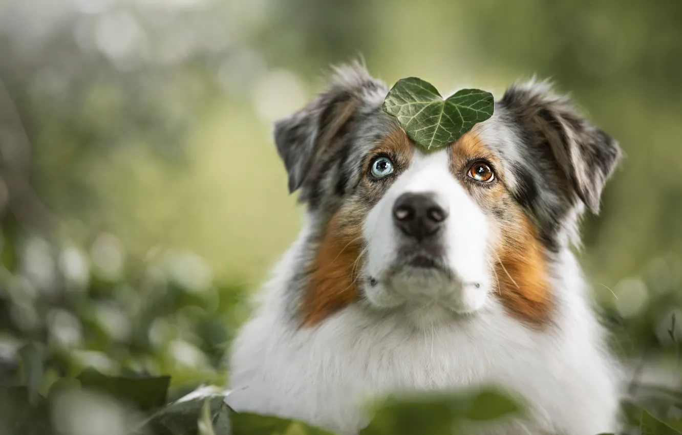 Photo wallpaper look, face, leaves, nature, pose, leaf, portrait, dog