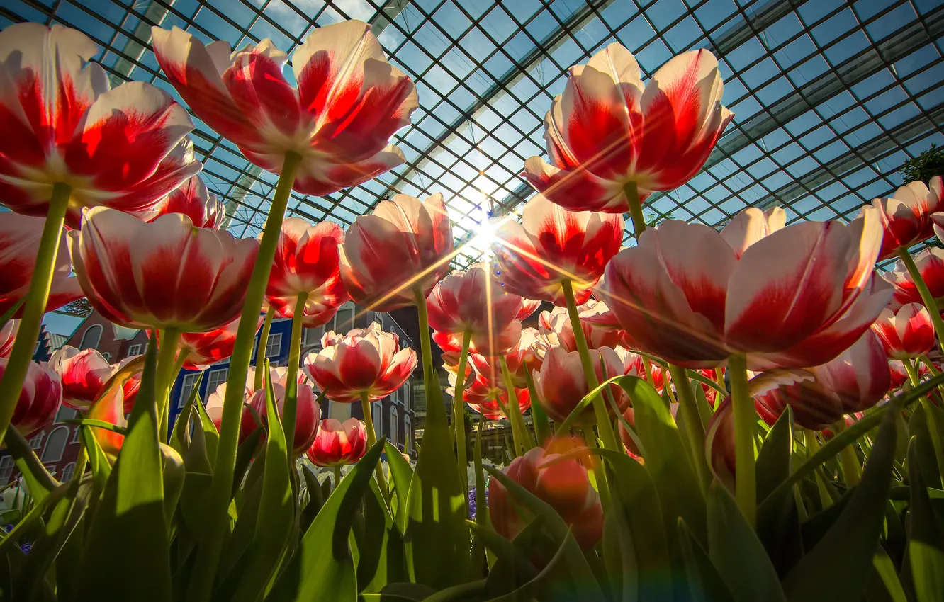 Photo wallpaper rays, greenhouse, petals, tulips