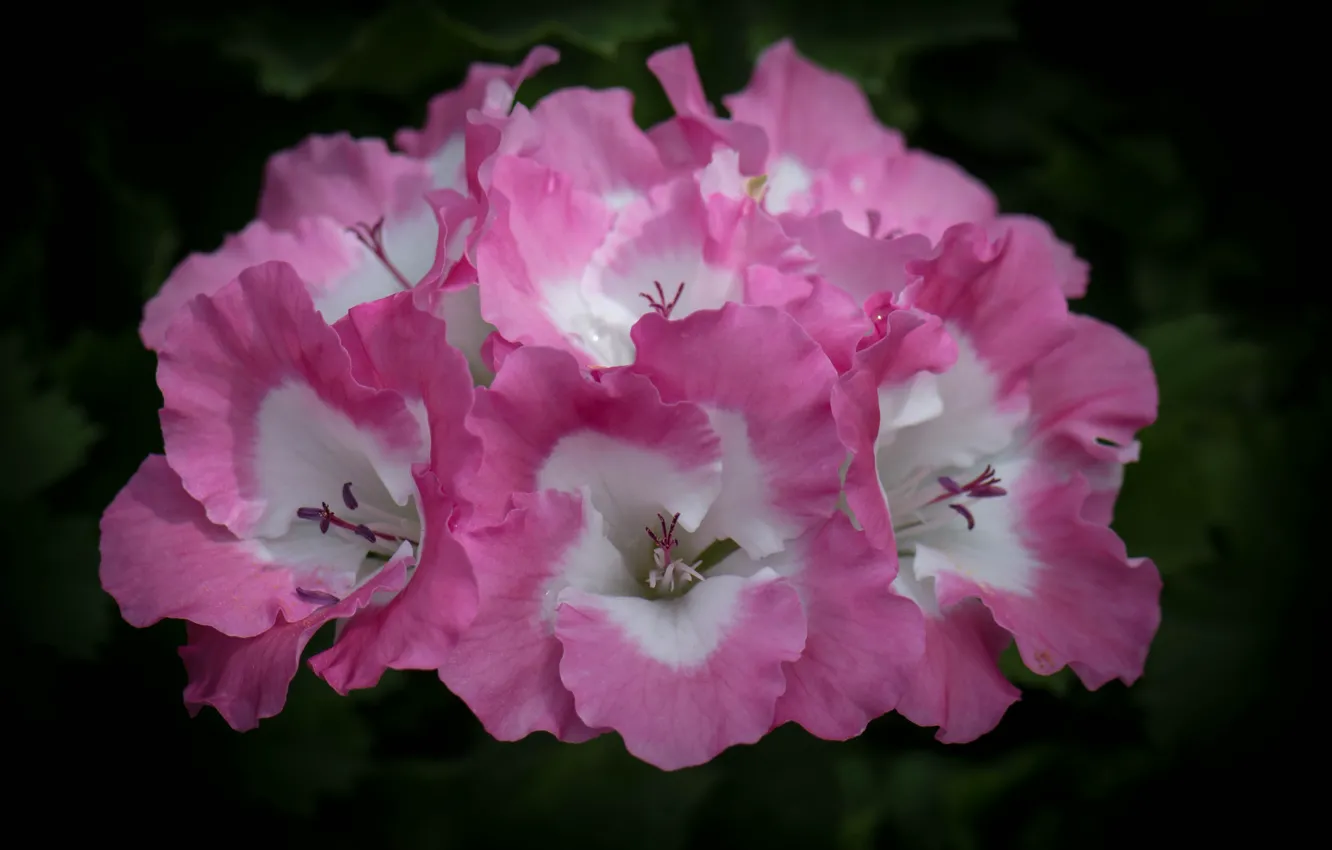 Photo wallpaper flower, macro, pink, petals