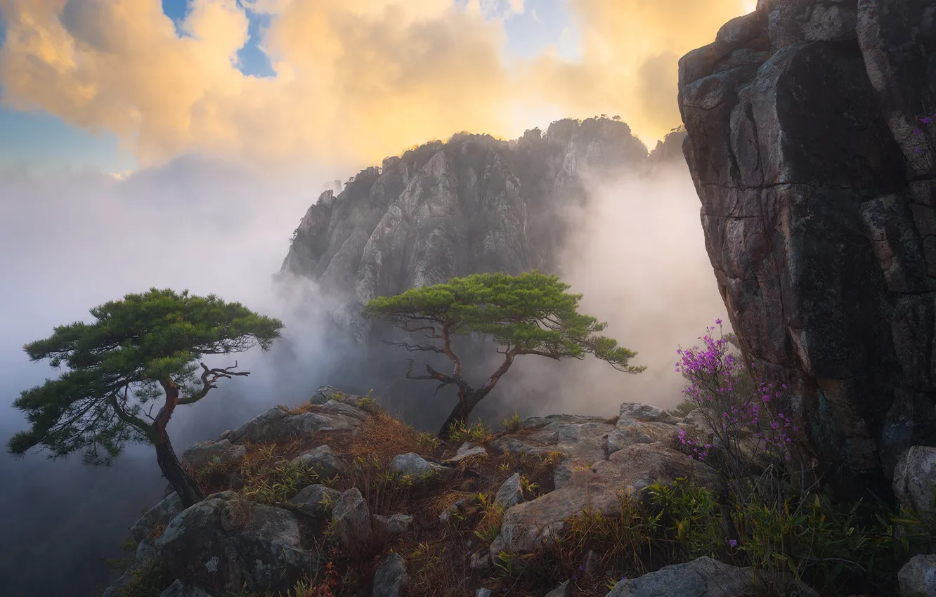 Photo wallpaper clouds, trees, flowers, mountains, fog, rocks, the bushes