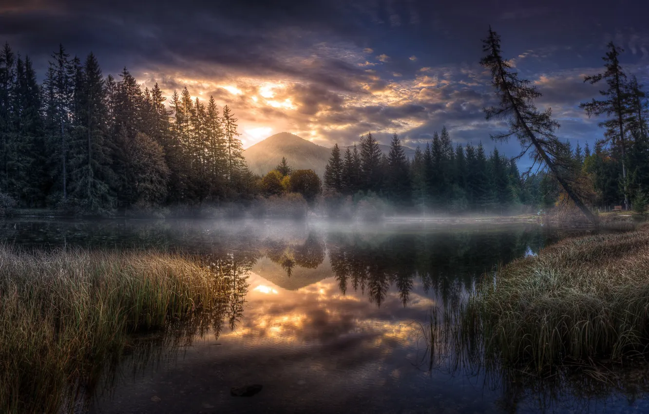Photo wallpaper forest, fog, lake, the evening