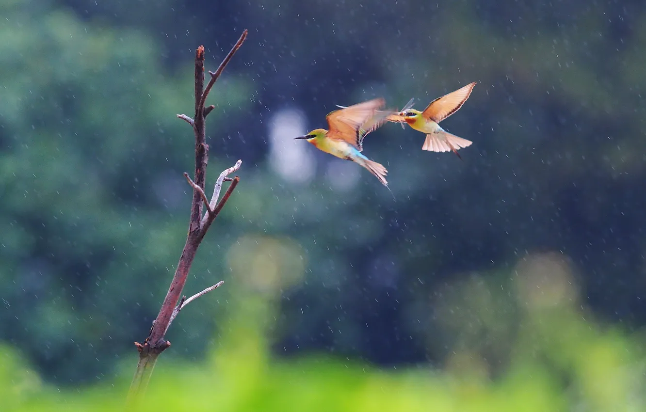 Photo wallpaper flight, birds, two, branch, pouloudi, in the rain