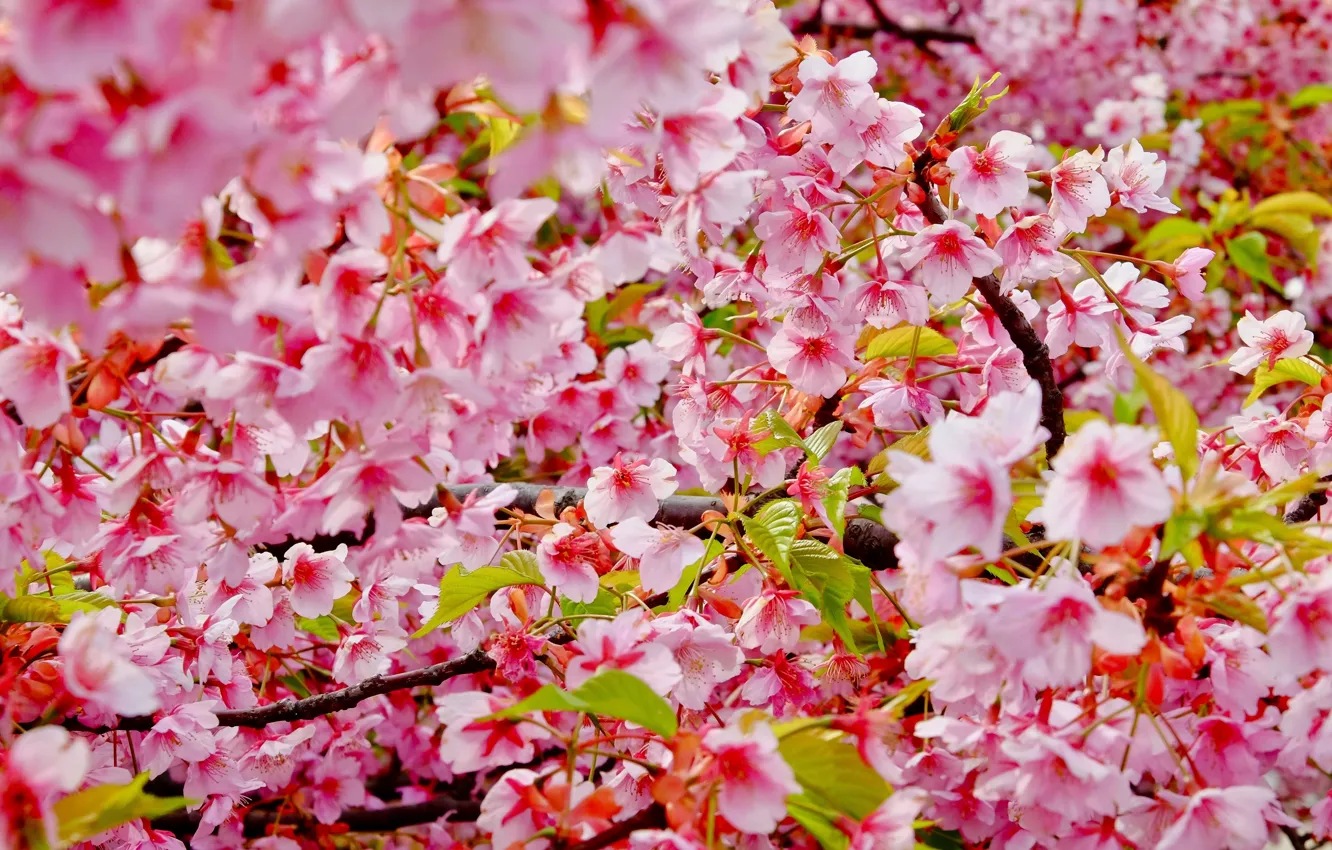 Photo wallpaper branches, cherry, color, spring, Sakura, blossom, cherry, spring