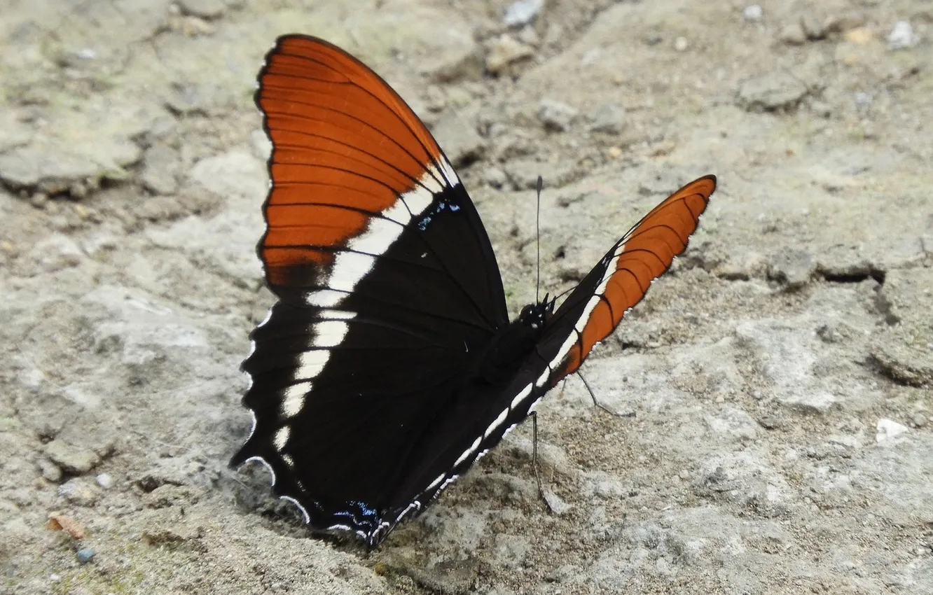 Photo wallpaper beautiful, wings, butterfly, macro, closeup