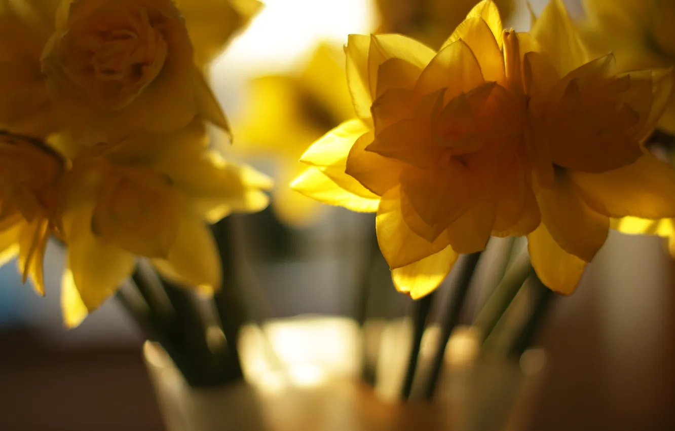 Photo wallpaper flowers, yellow, petals
