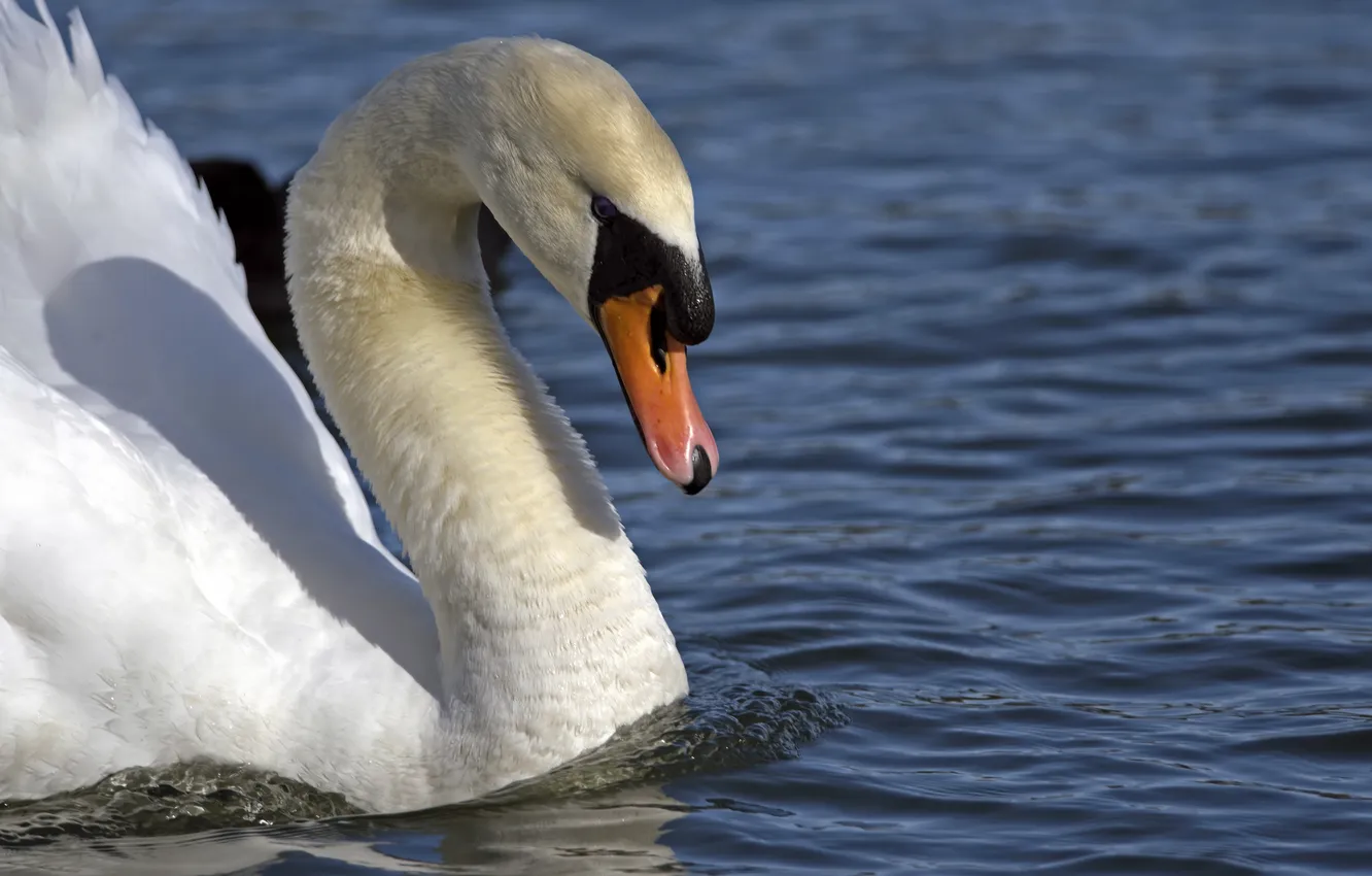Photo wallpaper water, bird, profile, swans