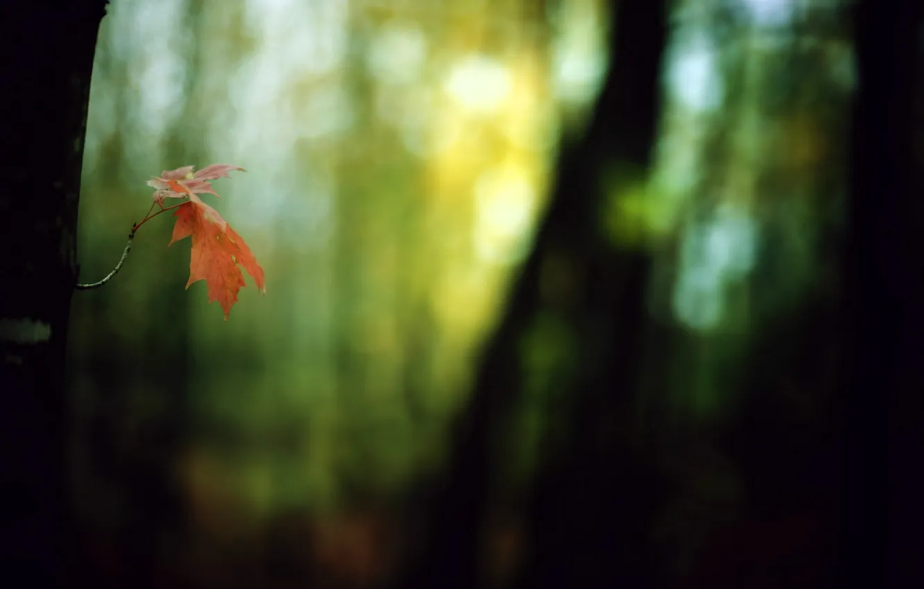 Photo wallpaper autumn, leaves, nature