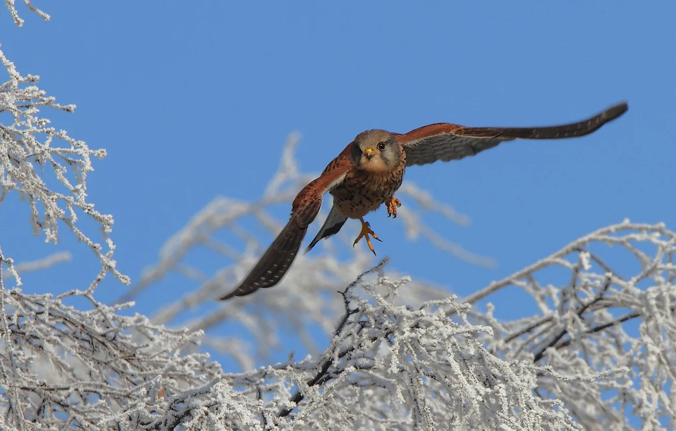 Photo wallpaper winter, snow, flight, branches, tree, bird, Kestrel, the family of Falcon
