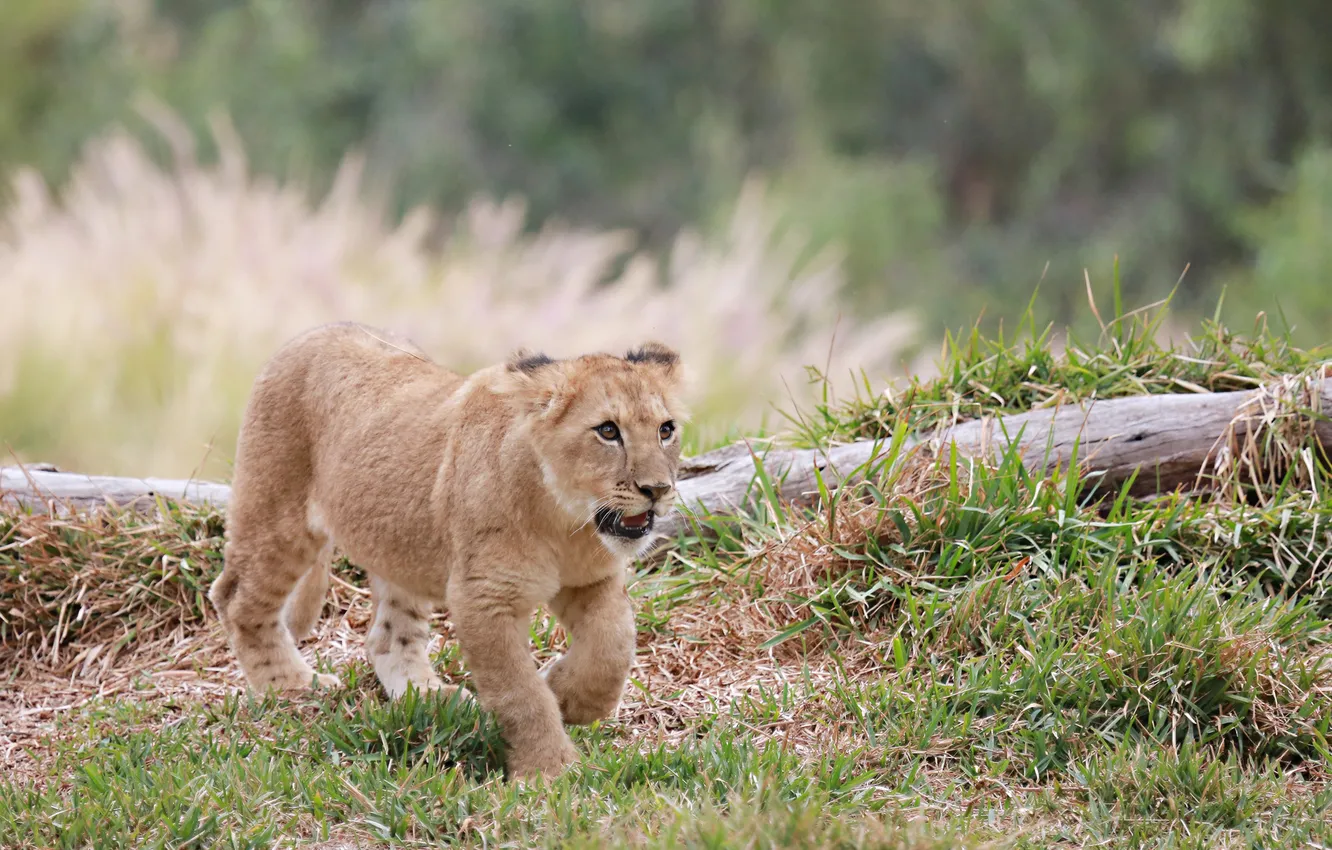 Photo wallpaper Leo, baby, weed