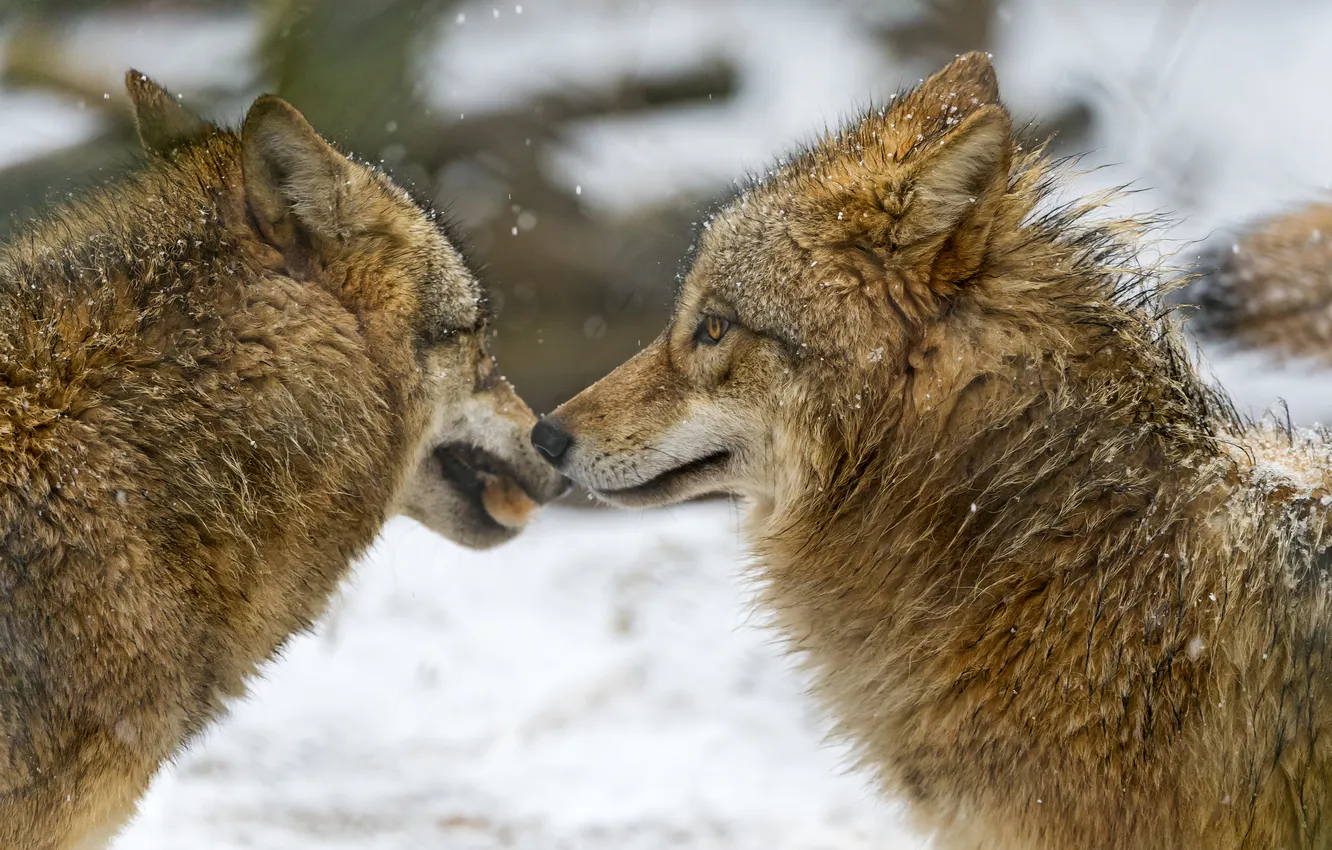 Photo wallpaper snow, wolf, pair, profile, ©Tambako The Jaguar