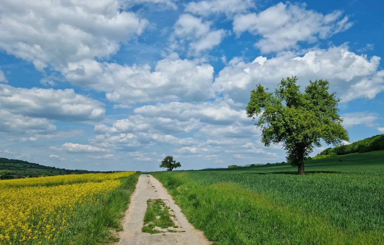 Photo wallpaper road, field, the sky, clouds, trees, spring, dal, rape