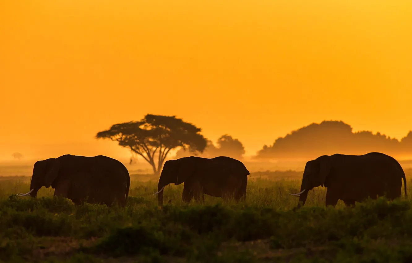 Photo wallpaper Kenya, Amboseli National Park, Kenya, Amboseli national Park, Elephant family, The Elephant Family